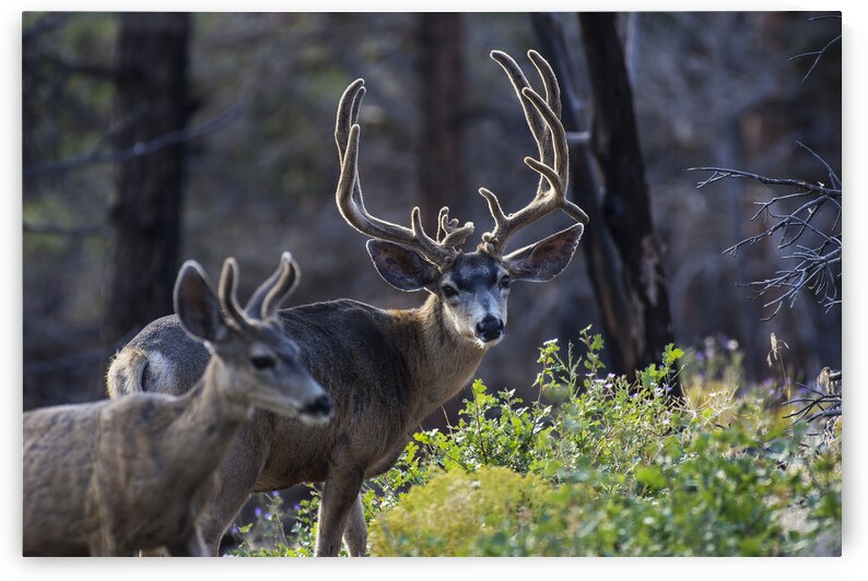 Head Gear by Gary M Slane