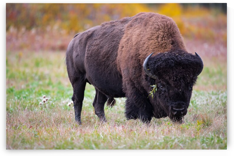 Bulls Eye - Manitoba Bison by Kevin Smith