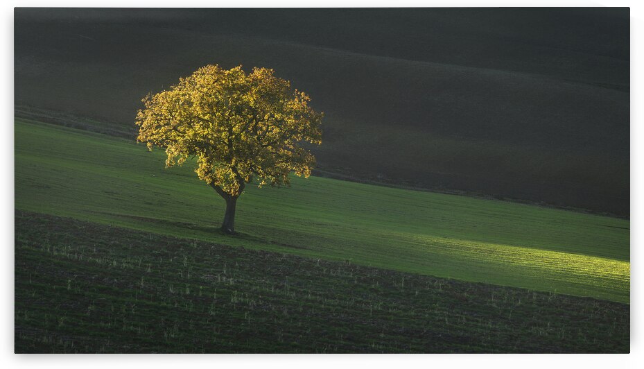 Beautiful sunset light on a lonely tree in Tuscany by Stefano Orazzini