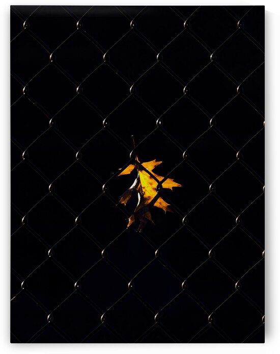 MIS 01017 by John Walborn Promenade Photos