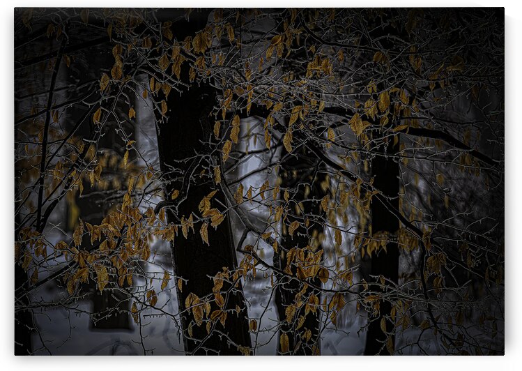 MIS 01121 by John Walborn Promenade Photos