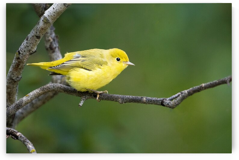 Yellow Warbler  Mangrove  by Kevin Smith