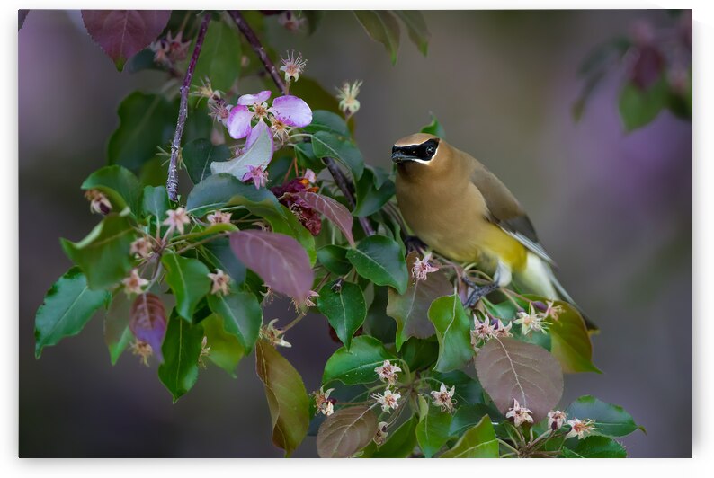 Cedar Waxwing by Kevin Smith
