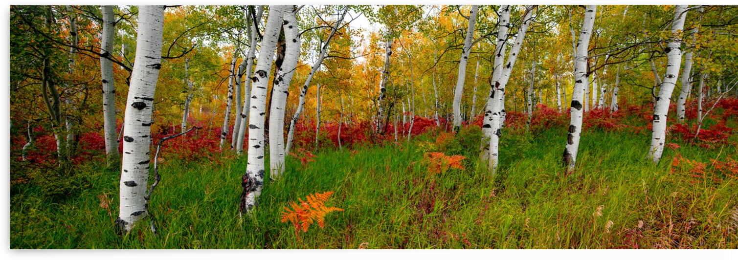 Autumn Fresh - Art For Home With Aspen Trees by Jongas Photo