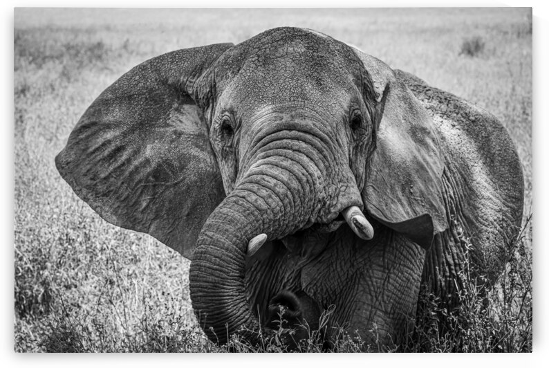 Monochrome Majesty by Anetta Nadolna