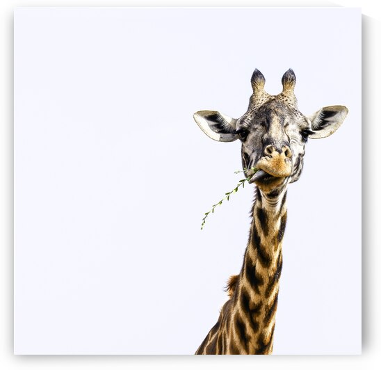 Sky High Banquet by Anetta Nadolna