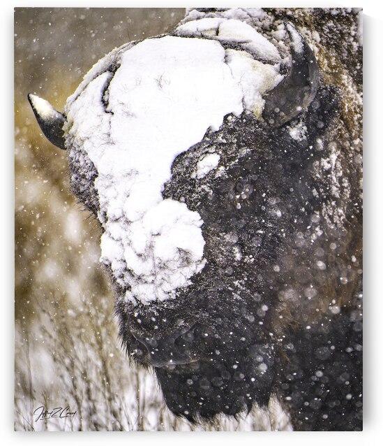 LONE BISON BLIZZARD by Carney Photography