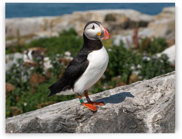 Atlantic Puffin on Machias Seal Island Off Maine Coast by Allan Wood