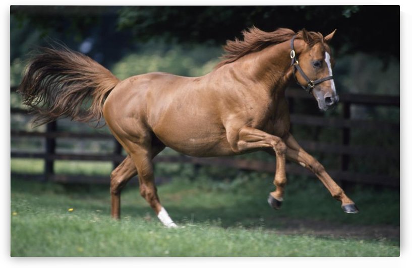 Galloping Thoroughbred Horse by PacificStock