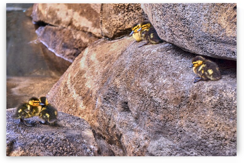 Ducks In The Rocks by Ryan Cameron
