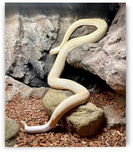 Albino Western Diamondback Rattlesnake by Bill Swartwout Photography
