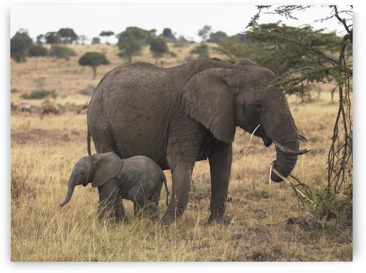 Mother And Baby Elephant by PacificStock