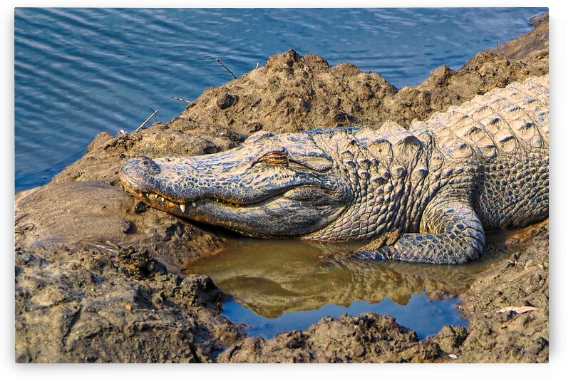 Alligator Mud Bath by Bill Swartwout Photography