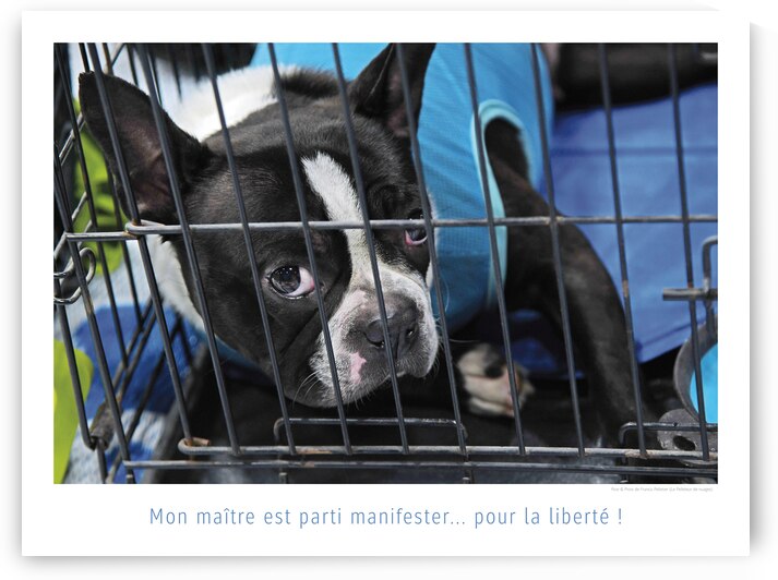 CACHOT by Francis Pelletier