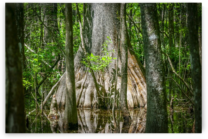 Old Growth Cypress Cypress Knees Highland Hammock X103 by Rich Franco