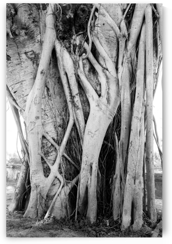 Tropical Tree Vibes by Bo Insogna