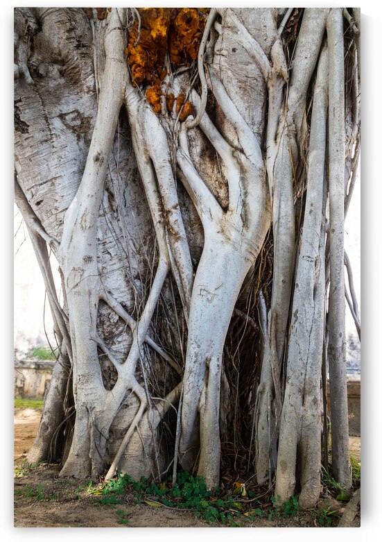 Magnificent and Colossal Intertwined Tree by Bo Insogna