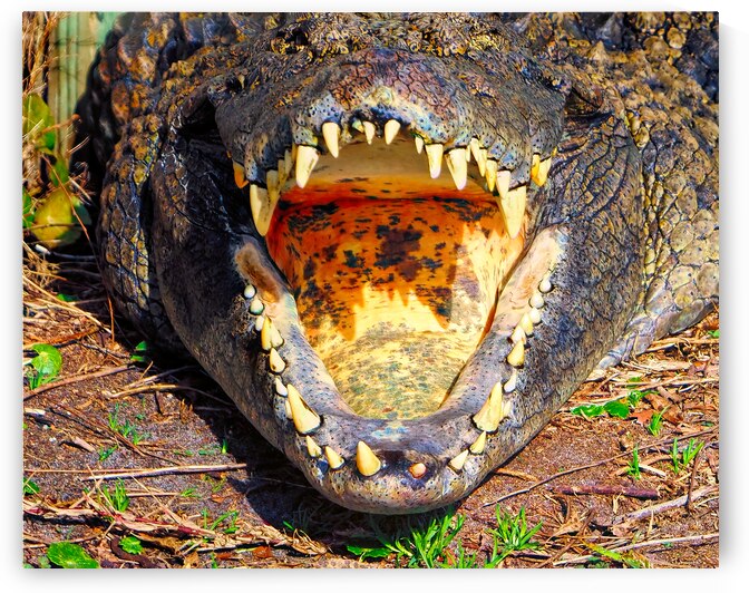 Nile Crocodile Dental Exam by Bill Swartwout Photography