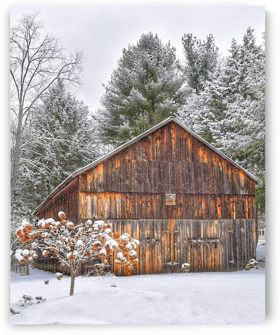 G20 Among the Pines by Kevin Savage