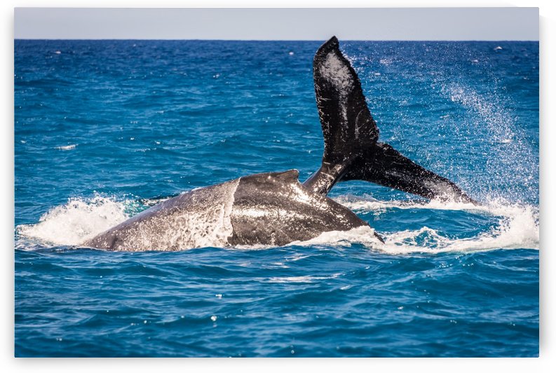 Whales by Andrea Spallanzani
