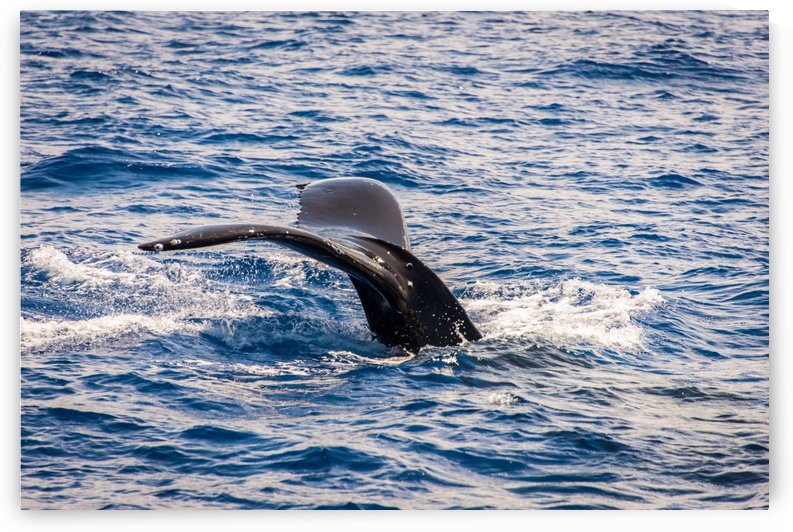 Whale by Andrea Spallanzani
