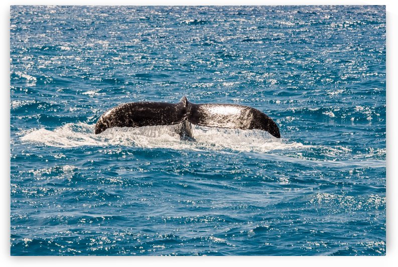 Whale by Andrea Spallanzani