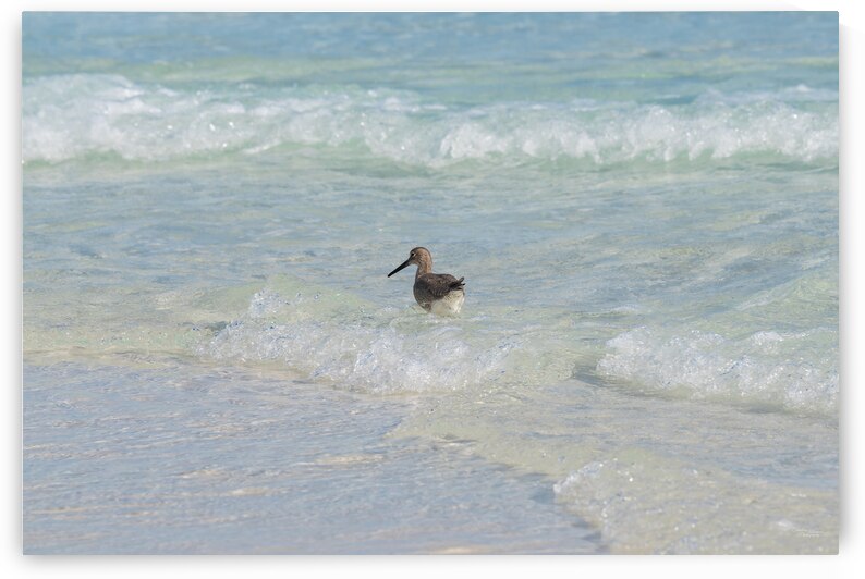 Sandpiper Fighting The Waves by Jennifer White