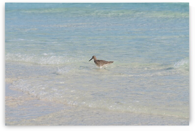 Heading Back To Shore by Jennifer White