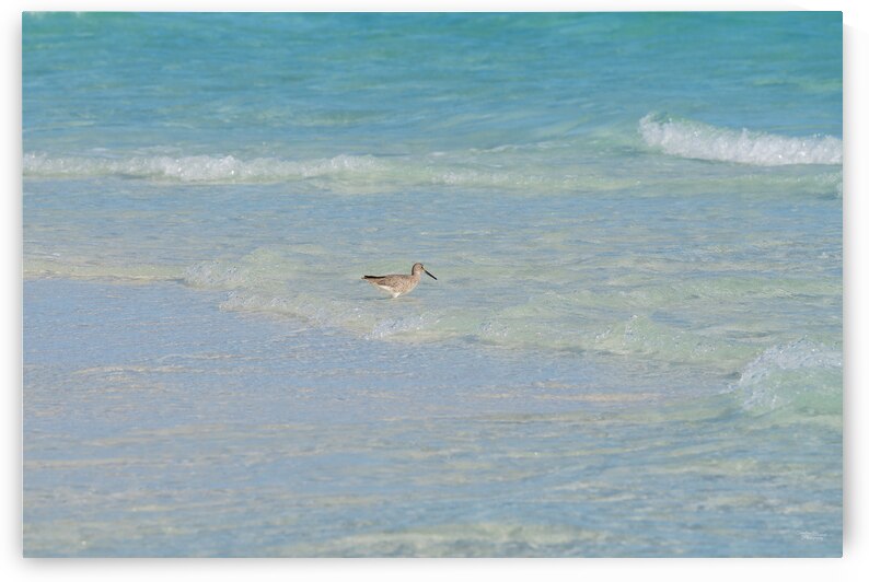 Braving The Waves by Jennifer White