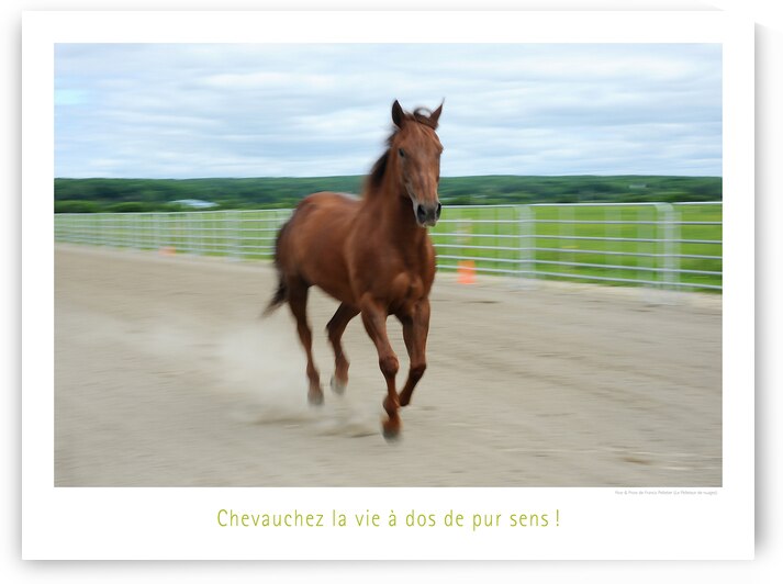 PUR SENS by Francis Pelletier