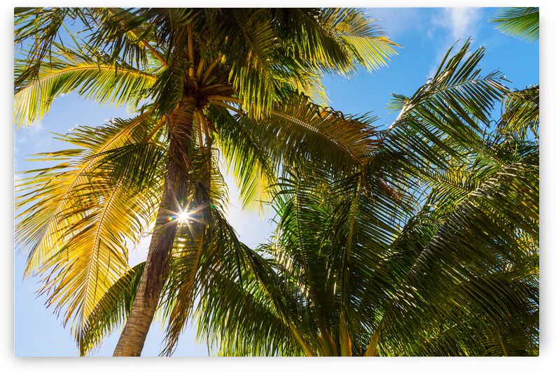 Reminiscent of a Tropical Paradise by Bo Insogna