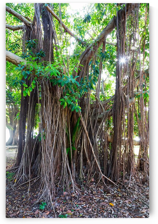 Majestic Magnificent Banyan Tree Portrait by Bo Insogna