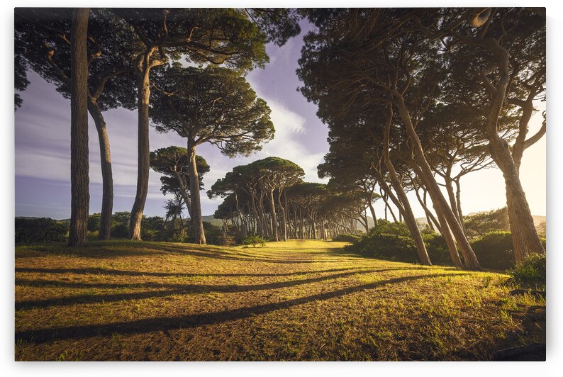 Pine trees at sunset. Baratti Piombino Tuscany Italy. by Stefano Orazzini