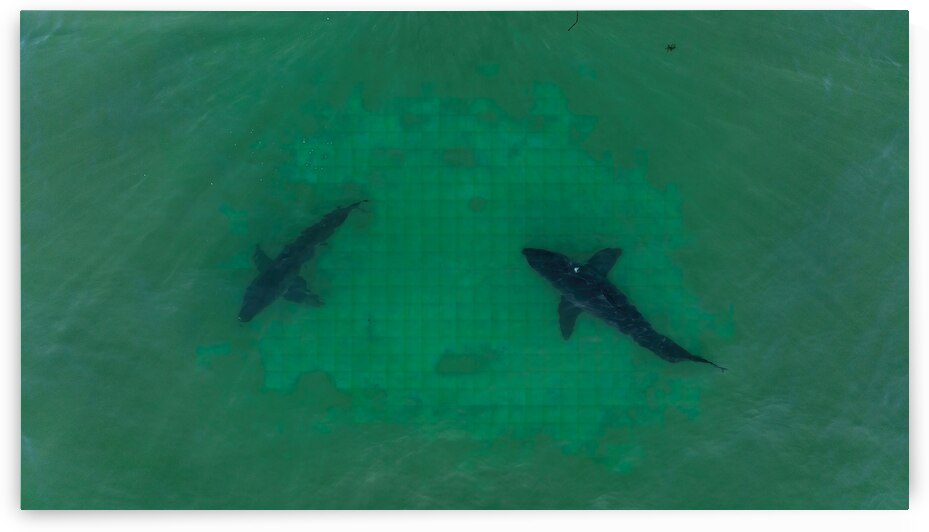 Two Great White Sharks Saying Hi  by dronesey