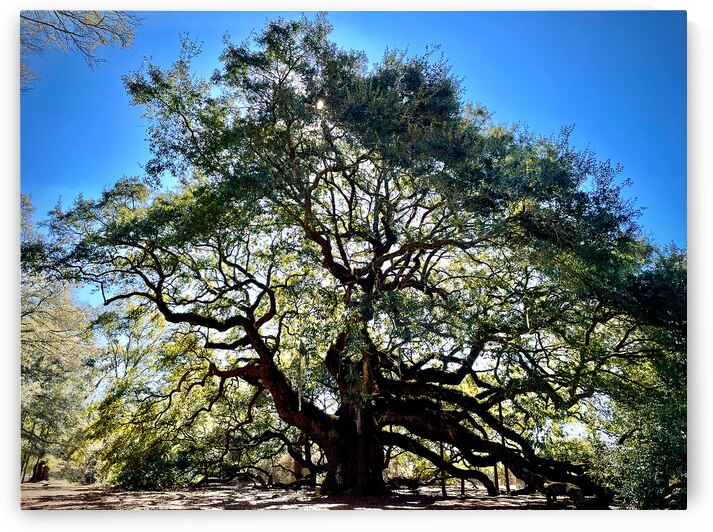 Angel Oak Sunny Glow by Bill Swartwout Photography
