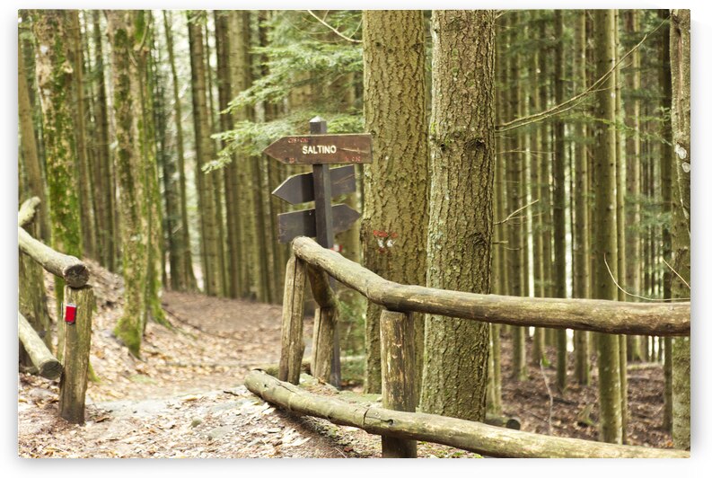 Forrest Trail to Saltino Italy  by Iris H Richardson