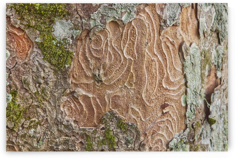 Red and Green Tree Bark Macro by Iris H Richardson