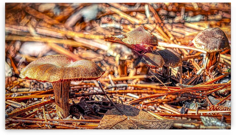 Mushroom Floor by Kelly S Larson