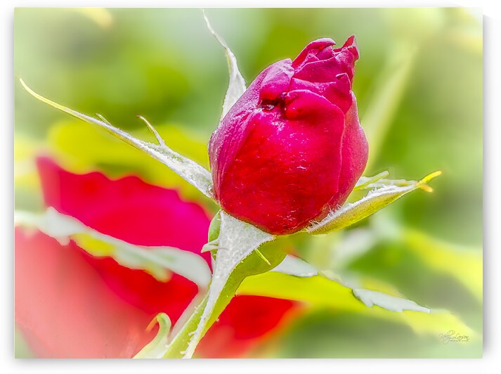 Red Rose Bud by Kelly S Larson