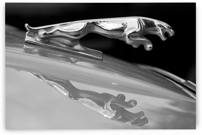 Jaguar Car Hood Ornament Reflection BW by Bo Insogna