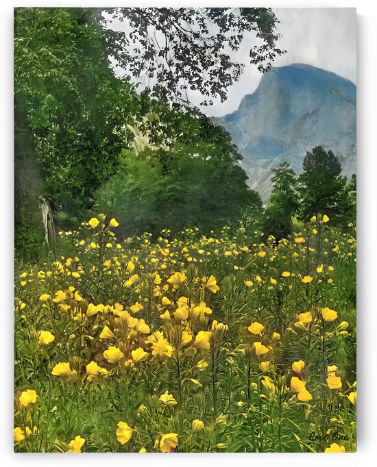 Yosemite National Park Half Dome Art by Row One Brand