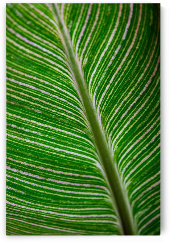 Green Calathea Leave by Adel B Korkor