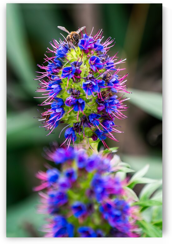 A Honey Bee on a Pride of Madeira Flower by Adel B Korkor
