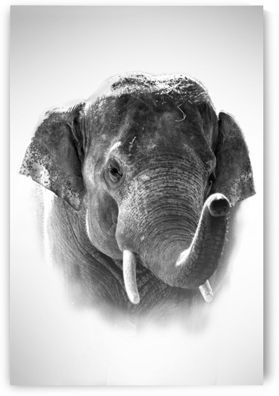 Faithful One Hundred Percent by B Zolle