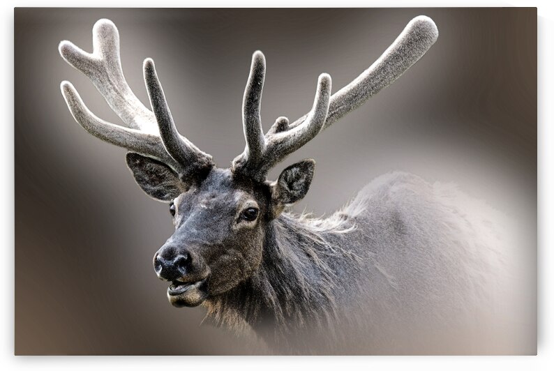 Prepping For the Rut by B Zolle