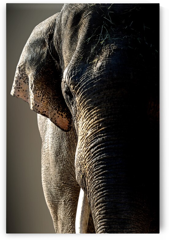 Oh My Goodness by B Zolle