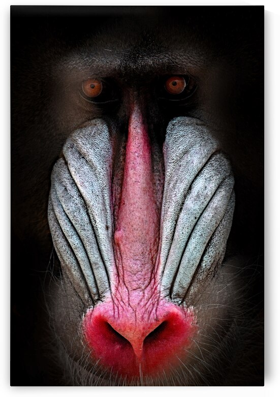 You are a Baboon and I am not by B Zolle