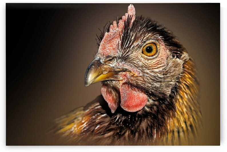 Cluck Cluck  by B Zolle