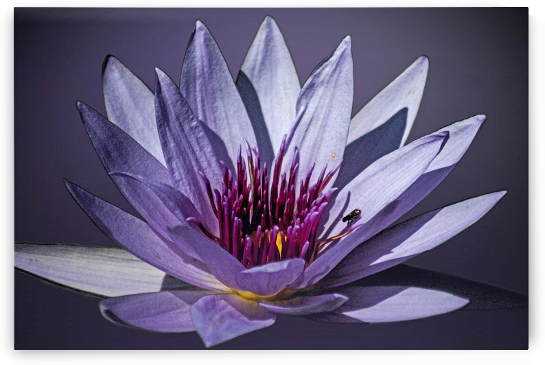 Lily Buddy by B Zolle