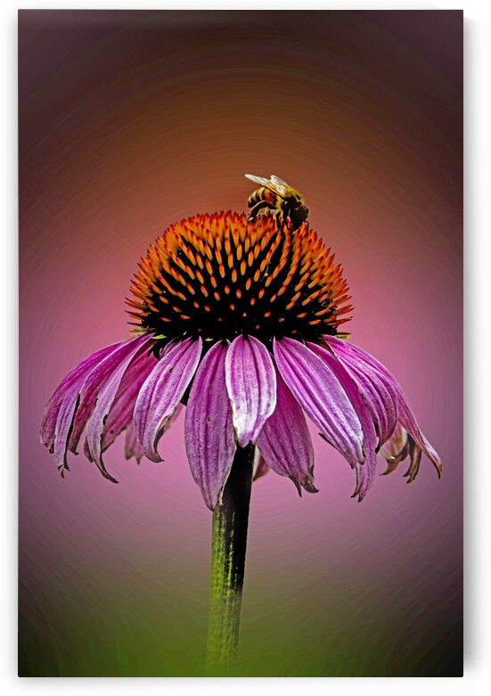 Bee Nice To Me by B Zolle
